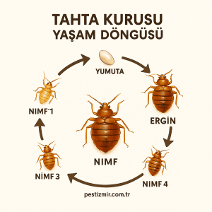 Tahta Kurusu İlaçlama tahtakurusu döngü